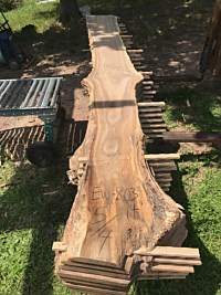 English Walnut